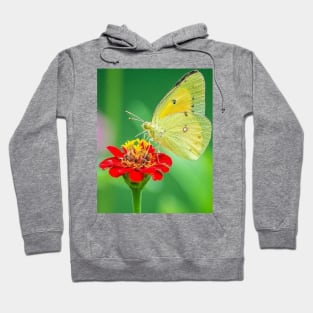 Yellow butterfly Hoodie